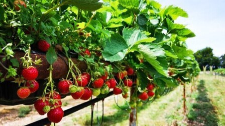 How To Set Up The Strawberry Trellises How To Set Up The Strawberry Trellises