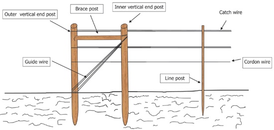 How To Set Up The Strawberry Trellises