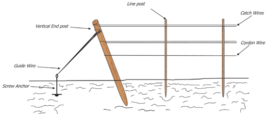 How To Set Up The Strawberry Trellises