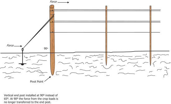 How To Set Up The Strawberry Trellises