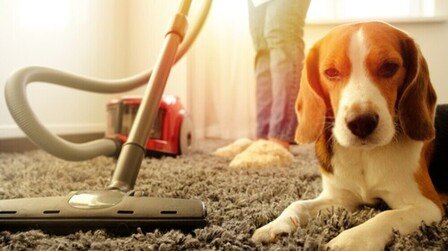 6 Best Carpet Cleaners For Pet Owners of 2026