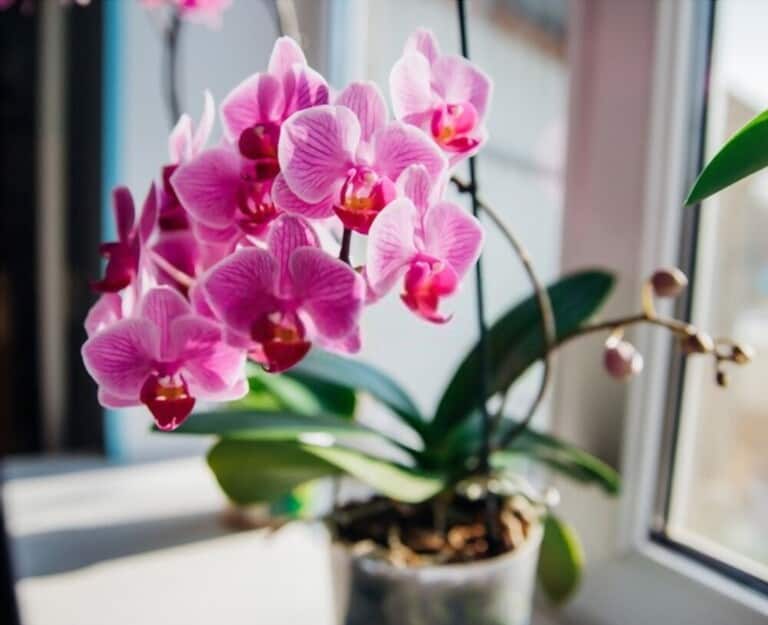 How To Grow Flowers Indoors
