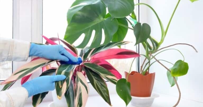 How To Grow Flowers Indoors