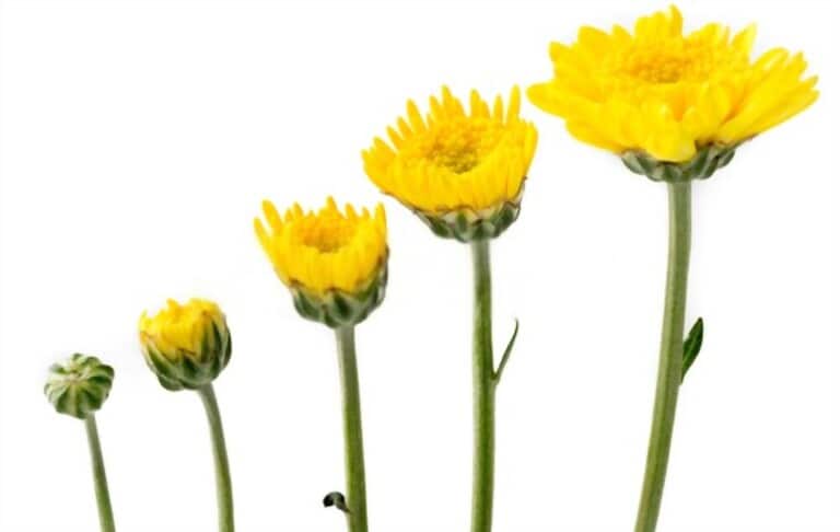 How To Grow Flowers From Cuttings