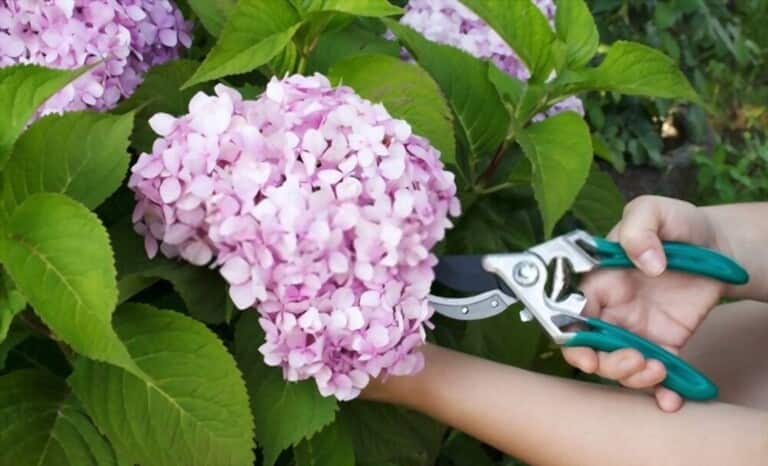How To Grow Flowers From Cuttings