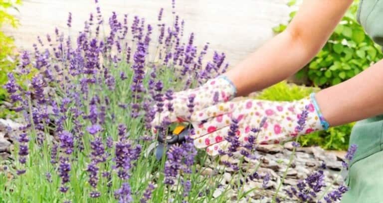 How To Grow Flowers From Cuttings