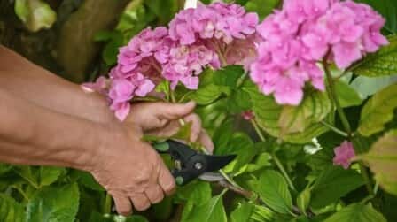 How To Grow Flowers From Cuttings How To Grow Flowers From Cuttings