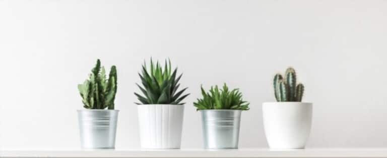 How To Grow Flowers In Pots