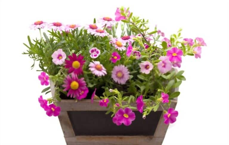 How To Grow Flowers In Pots