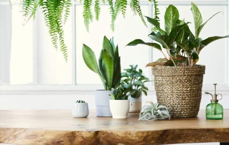 How To Grow Flowers In Pots