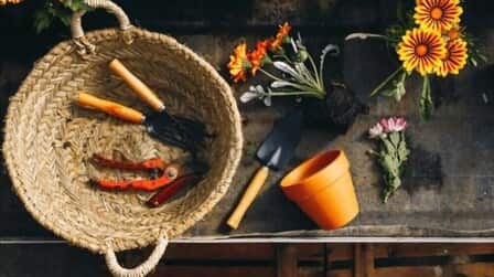 How To Grow Flowers In Pots