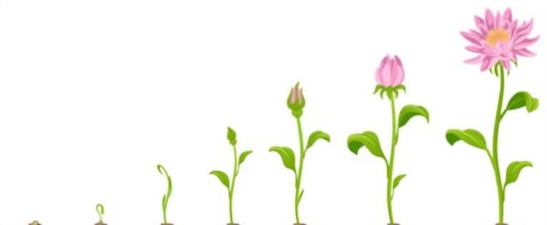 How To Grow Flowers At Home Without Seeds