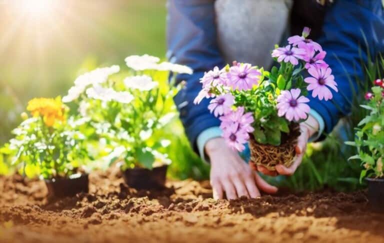 How To Grow Flowers At Home Without Seeds