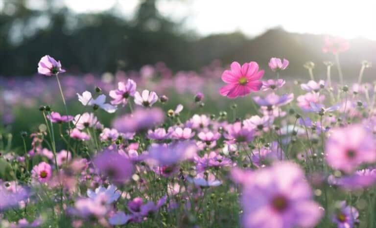 How To Grow Flowers At Home Without Seeds