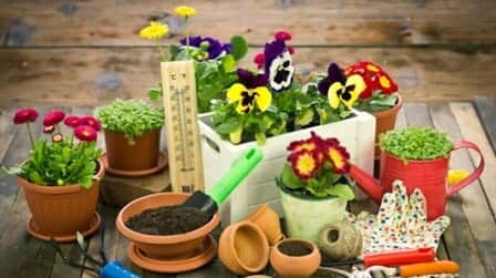 How To Grow Flowers At Home Without Seeds