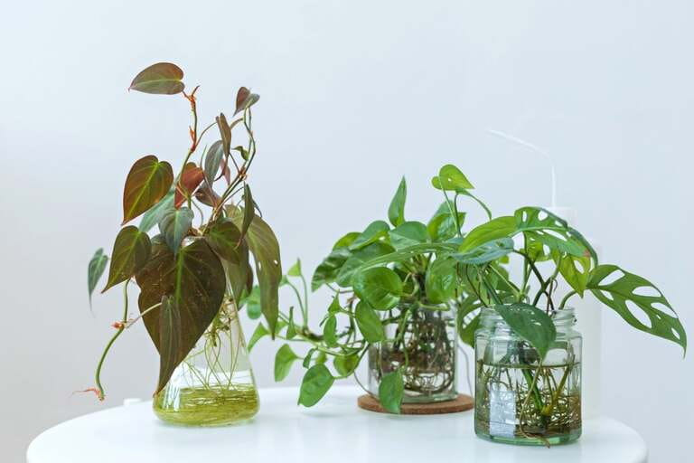 How To Grow Plants In Aquarium