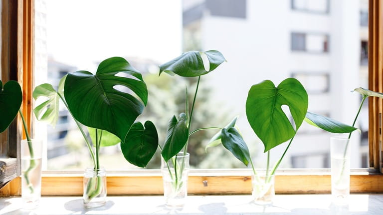 How To Grow Plants In Aquarium