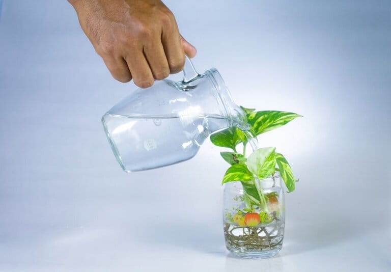 How To Grow Plants In Aquarium