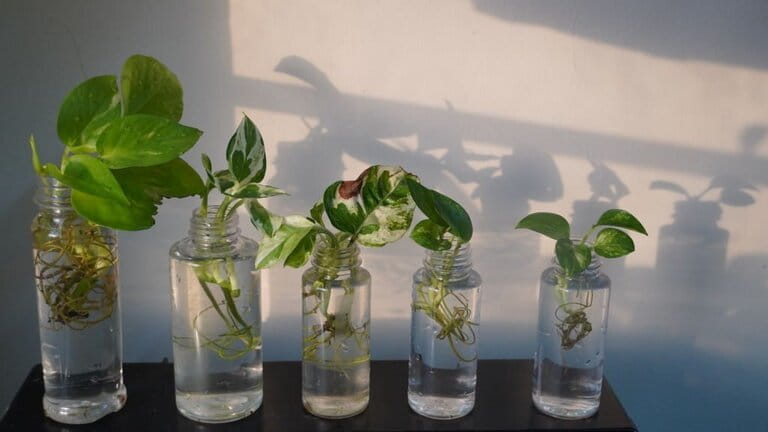 How To Grow Plants In Aquarium