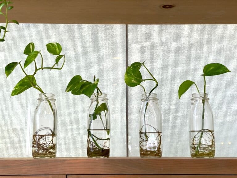 How To Grow Plants In Aquarium