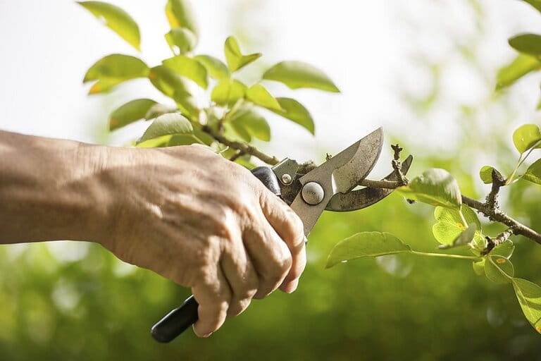 How To Use Pruners