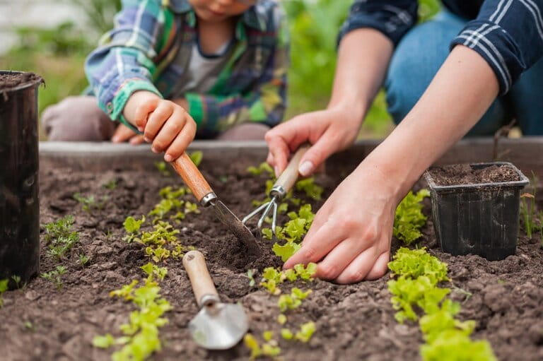 How To Plant Kitchen Garden