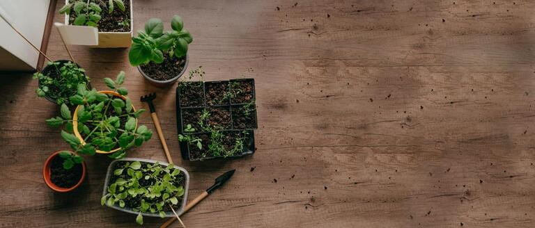 How To Plant Kitchen Garden