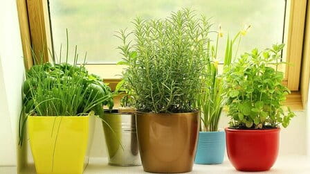 How To Grow Herbs In Kitchen How To Grow Herbs In Kitchen