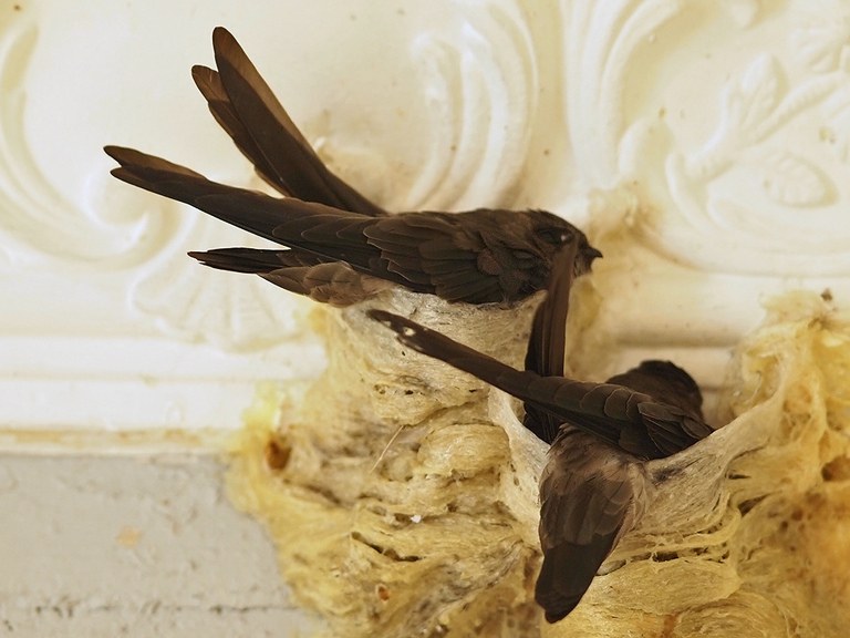 How To Choose Bird Nest
