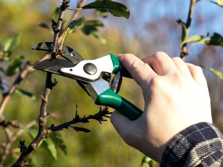 12 Essential Gardening Tools For Every Gardener