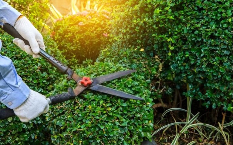 12 Essential Gardening Tools For Every Gardener
