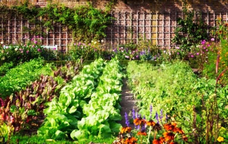 Benefits of Kitchen Garden Benefits of Kitchen Garden
