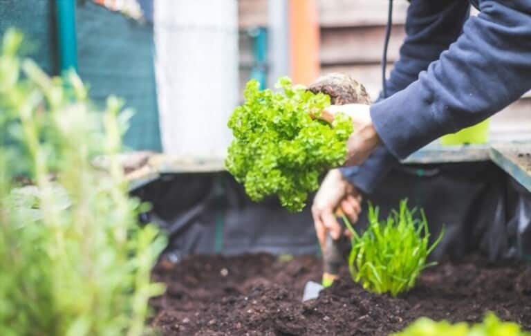 Benefits of Kitchen Garden