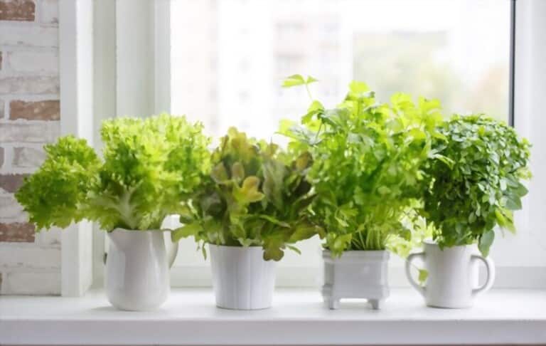 Benefits of Kitchen Garden