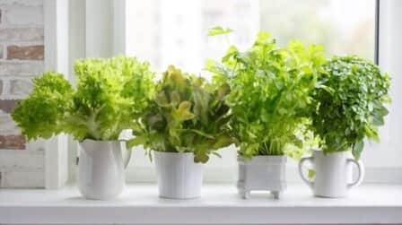 Benefits of Kitchen Garden