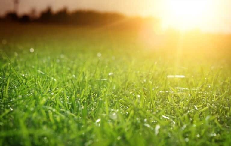 How To Grow Grass Fast And Cheap