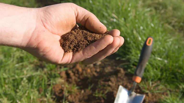 How To Grow Grass Fast And Cheap