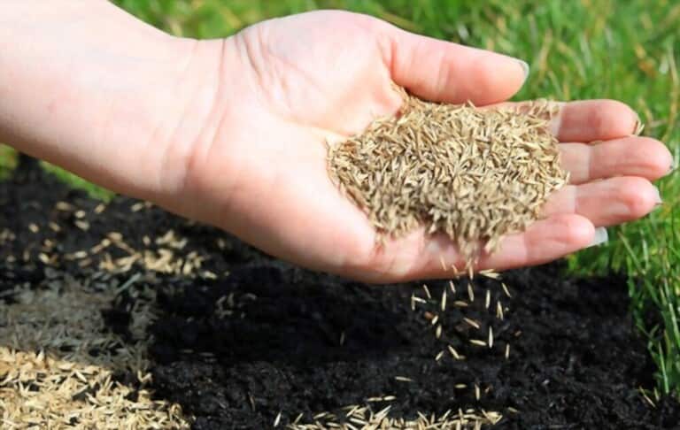 How To Grow Grass Fast And Cheap