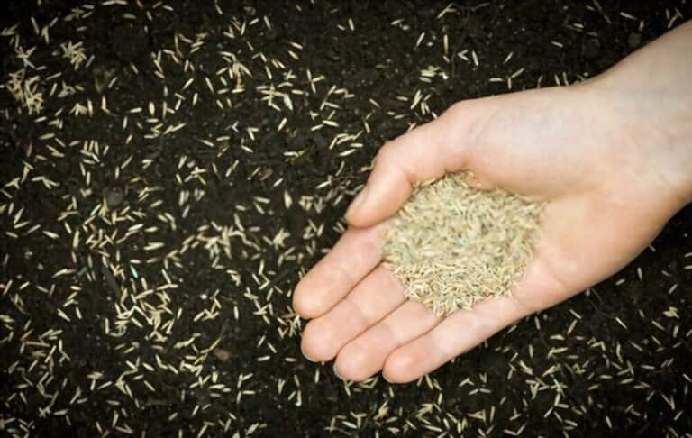 How To Grow Grass Fast And Cheap