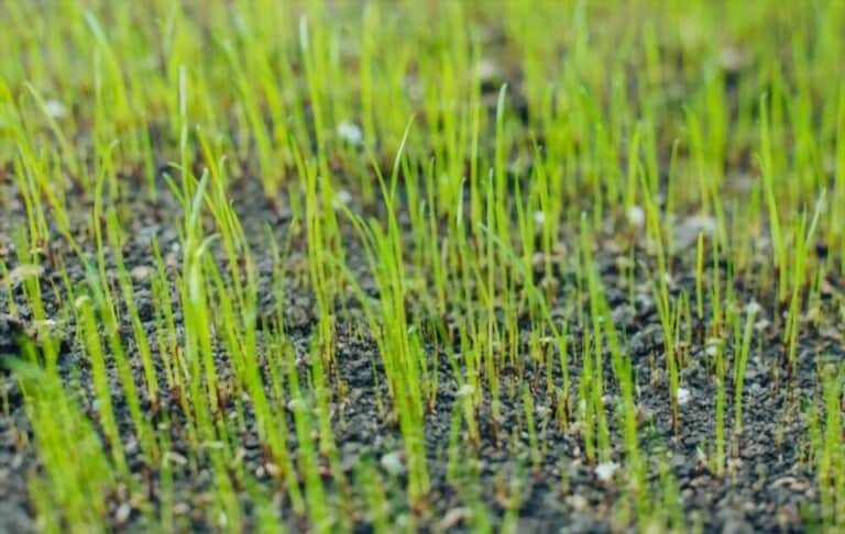 How To Grow Grass Fast And Cheap