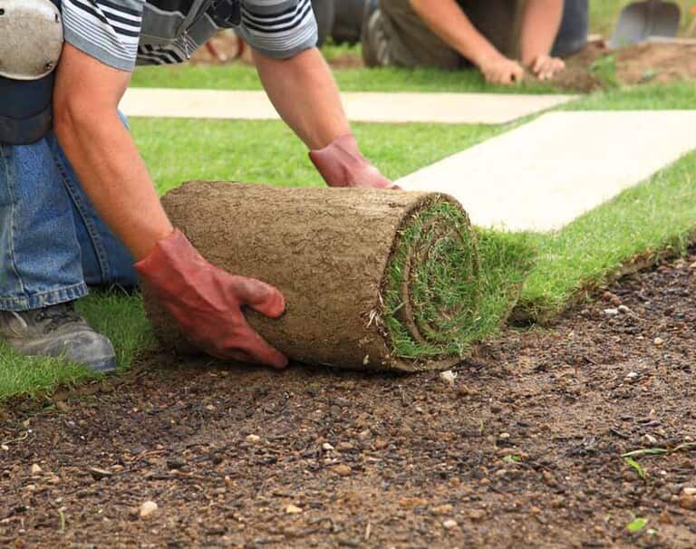 How To Grow Grass Fast And Cheap