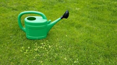 How To Grow Grass Fast And Cheap
