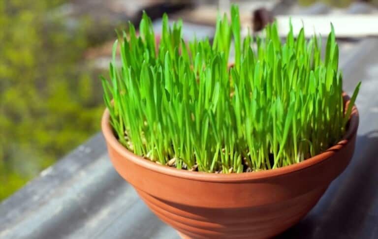 How To Grow Grass At Home