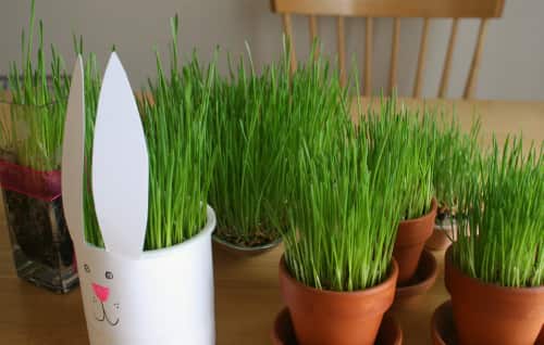 How To Grow Grass At Home