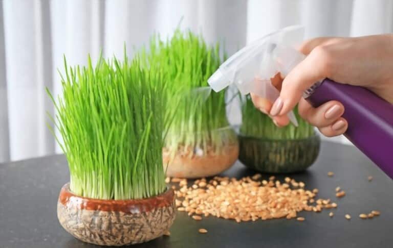 How To Grow Grass At Home