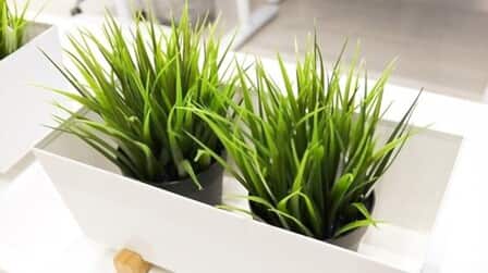 How To Grow Grass At Home