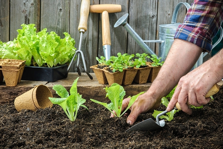 10 Best Vegetables For Small Garden