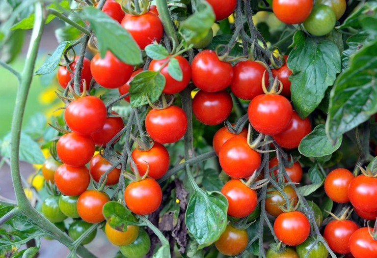 10 Best Vegetables For Small Garden
