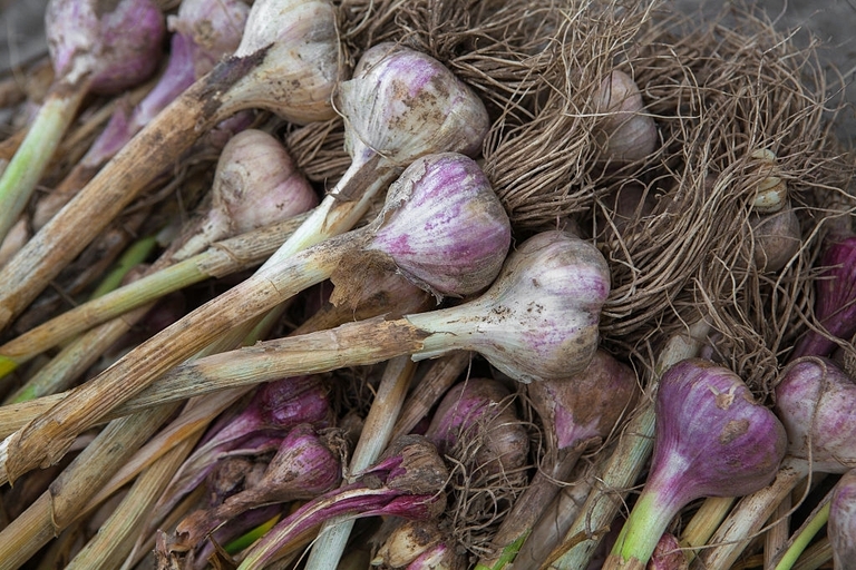 10 Best Vegetables For Small Garden