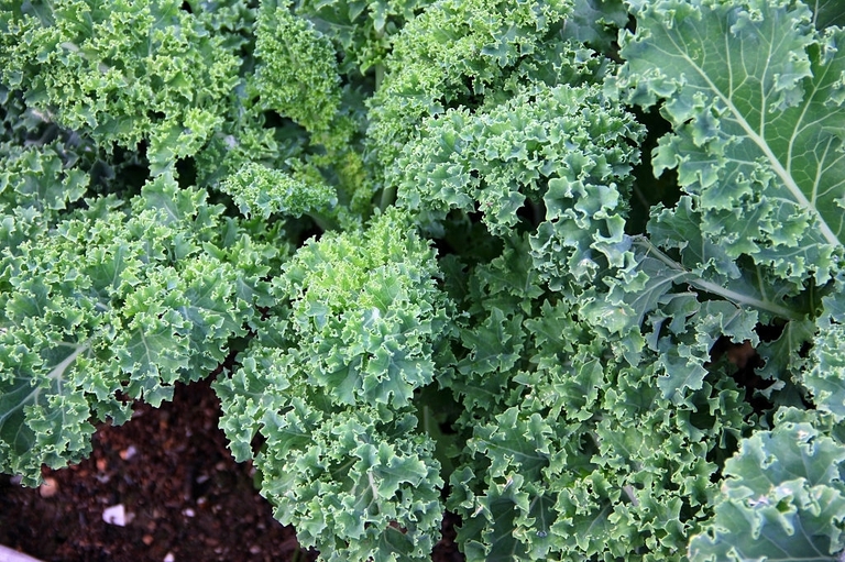 10 Best Vegetables For Small Garden